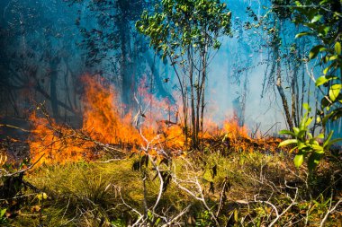 Koh Rong Adası, Kamboçya, 8 Şubat 2025. Adanın kuzeyindeki çalılıklar. İtfaiyeciler çok az ve birbirinden uzaktır. Yangını kovalarca kumla söndürmek köylülere kalmış..