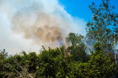 Koh Rong Adası, Kamboçya, 8 Şubat 2025. Adanın kuzeyindeki çalılıklar. İtfaiyeciler çok az ve birbirinden uzaktır. Yangını kovalarca kumla söndürmek köylülere kalmış..