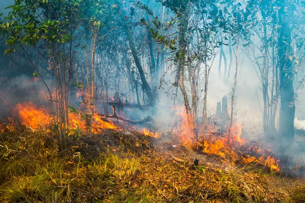 Koh Rong Adası, Kamboçya, 8 Şubat 2025. Adanın kuzeyindeki çalılıklar. İtfaiyeciler çok az ve birbirinden uzaktır. Yangını kovalarca kumla söndürmek köylülere kalmış..