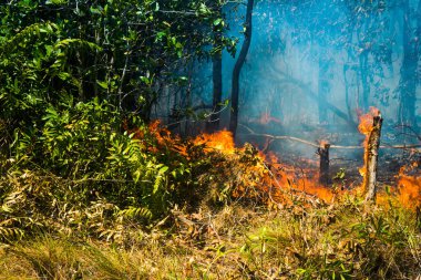 Koh Rong Adası, Kamboçya, 8 Şubat 2025. Adanın kuzeyindeki çalılıklar. İtfaiyeciler çok az ve birbirinden uzaktır. Yangını kovalarca kumla söndürmek köylülere kalmış..
