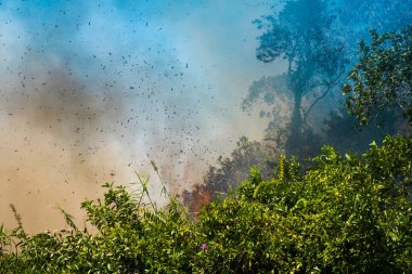 Koh Rong Adası, Kamboçya, 8 Şubat 2025. Adanın kuzeyindeki çalılıklar. İtfaiyeciler çok az ve birbirinden uzaktır. Yangını kovalarca kumla söndürmek köylülere kalmış..
