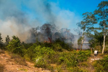 Koh Rong Adası, Kamboçya, 8 Şubat 2025. Adanın kuzeyindeki çalılıklar. İtfaiyeciler çok az ve birbirinden uzaktır. Yangını kovalarca kumla söndürmek köylülere kalmış..