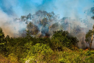 Koh Rong Adası, Kamboçya, 8 Şubat 2025. Adanın kuzeyindeki çalılıklar. İtfaiyeciler çok az ve birbirinden uzaktır. Yangını kovalarca kumla söndürmek köylülere kalmış..