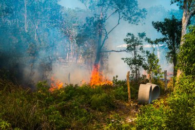 Koh Rong Adası, Kamboçya, 8 Şubat 2025. Adanın kuzeyindeki çalılıklar. İtfaiyeciler çok az ve birbirinden uzaktır. Yangını kovalarca kumla söndürmek köylülere kalmış..