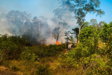 Koh Rong Adası, Kamboçya, 8 Şubat 2025. Adanın kuzeyindeki çalılıklar. İtfaiyeciler çok az ve birbirinden uzaktır. Yangını kovalarca kumla söndürmek köylülere kalmış..