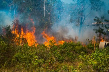 Koh Rong Adası, Kamboçya, 8 Şubat 2025. Adanın kuzeyindeki çalılıklar. İtfaiyeciler çok az ve birbirinden uzaktır. Yangını kovalarca kumla söndürmek köylülere kalmış..