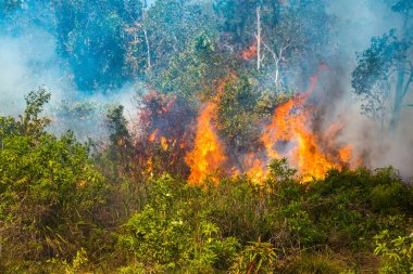 Koh Rong Adası, Kamboçya, 8 Şubat 2025. Adanın kuzeyindeki çalılıklar. İtfaiyeciler çok az ve birbirinden uzaktır. Yangını kovalarca kumla söndürmek köylülere kalmış..