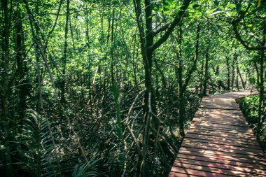 Koh Chang, Tayland, 28 Şubat 2025 Kızıl Köprü, Tayland 'ın Koh Chang kentindeki inanılmaz güzel bir mangrov ormanının içinden geçen tahta tahta bir kaldırım.