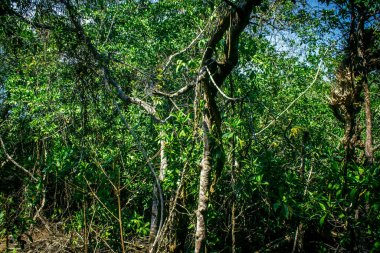 Koh Chang, Tayland, 28 Şubat 2025 Kızıl Köprü, Tayland 'ın Koh Chang kentindeki inanılmaz güzel bir mangrov ormanının içinden geçen tahta tahta bir kaldırım.