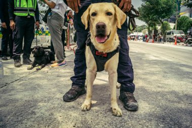 Bangkok, Tayland, 29 Mart 2025. Kurtarma köpeği ve arama köpeği, Tayland başkentini vuran depremden sonra çöken yüksek binadaki inşaat alanında çalışıyor..