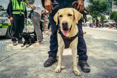 Bangkok, Tayland, 29 Mart 2025. Kurtarma köpeği ve arama köpeği, Tayland başkentini vuran depremden sonra çöken yüksek binadaki inşaat alanında çalışıyor..