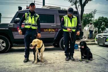 Bangkok, Tayland, 29 Mart 2025. Kurtarma köpeği ve arama köpeği, Tayland başkentini vuran depremden sonra çöken yüksek binadaki inşaat alanında çalışıyor..