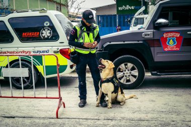 Bangkok, Tayland, 29 Mart 2025. Kurtarma köpeği ve arama köpeği, Tayland başkentini vuran depremden sonra çöken yüksek binadaki inşaat alanında çalışıyor..