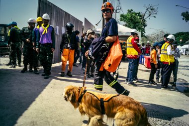 Bangkok, Tayland, 29 Mart 2025. Kurtarma köpeği ve arama köpeği, Tayland başkentini vuran depremden sonra çöken yüksek binadaki inşaat alanında çalışıyor..