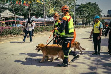 Bangkok, Tayland, 29 Mart 2025. Kurtarma köpeği ve arama köpeği, Tayland başkentini vuran depremden sonra çöken yüksek binadaki inşaat alanında çalışıyor..