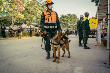 Bangkok, Tayland, 29 Mart 2025. Kurtarma köpeği ve arama köpeği, Tayland başkentini vuran depremden sonra çöken yüksek binadaki inşaat alanında çalışıyor..