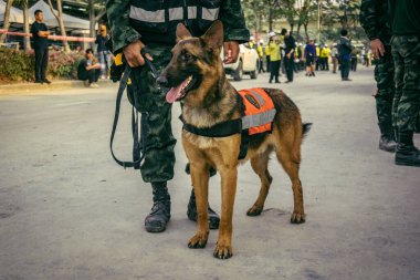 Bangkok, Tayland, 29 Mart 2025. Kurtarma köpeği ve arama köpeği, Tayland başkentini vuran depremden sonra çöken yüksek binadaki inşaat alanında çalışıyor..