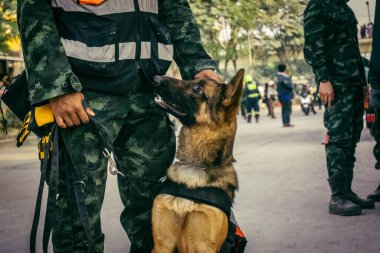 Bangkok, Tayland, 29 Mart 2025. Kurtarma köpeği ve arama köpeği, Tayland başkentini vuran depremden sonra çöken yüksek binadaki inşaat alanında çalışıyor..