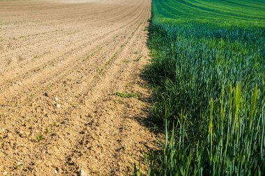 Reims, Fransa - 30 Nisan 2025. Fransa 'nın Reims kenti yakınlarındaki şampanya manzarası. İlkbaharda, Şampanya ovasındaki mısır gevreği tarlaları büyümeye ve ufku yoğun bir yeşille kaplamaya başlar..