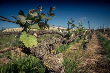 Reims, Fransa - 30 Nisan 2025. Reims yakınlarında şampanya bağları. Şampanya şarapları dünya çapında bilinir ve eşsizdir çünkü sadece Fransa 'nın bu bölgesinde yetişir. Baharda yapraklar büyümeye başlar..