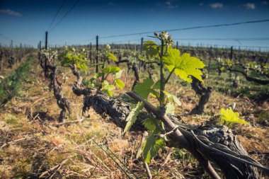 Reims, Fransa - 30 Nisan 2025. Reims yakınlarında şampanya bağları. Şampanya şarapları dünya çapında bilinir ve eşsizdir çünkü sadece Fransa 'nın bu bölgesinde yetişir. Baharda yapraklar büyümeye başlar..