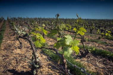 Reims, Fransa - 30 Nisan 2025. Reims yakınlarında şampanya bağları. Şampanya şarapları dünya çapında bilinir ve eşsizdir çünkü sadece Fransa 'nın bu bölgesinde yetişir. Baharda yapraklar büyümeye başlar..