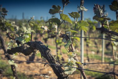 Reims, Fransa - 30 Nisan 2025. Reims yakınlarında şampanya bağları. Şampanya şarapları dünya çapında bilinir ve eşsizdir çünkü sadece Fransa 'nın bu bölgesinde yetişir. Baharda yapraklar büyümeye başlar..