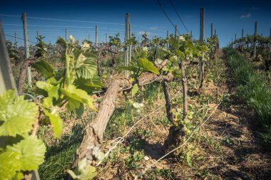 Reims, Fransa - 30 Nisan 2025. Reims yakınlarında şampanya bağları. Şampanya şarapları dünya çapında bilinir ve eşsizdir çünkü sadece Fransa 'nın bu bölgesinde yetişir. Baharda yapraklar büyümeye başlar..