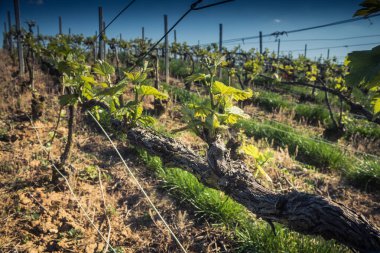 Reims, Fransa - 30 Nisan 2025. Reims yakınlarında şampanya bağları. Şampanya şarapları dünya çapında bilinir ve eşsizdir çünkü sadece Fransa 'nın bu bölgesinde yetişir. Baharda yapraklar büyümeye başlar..