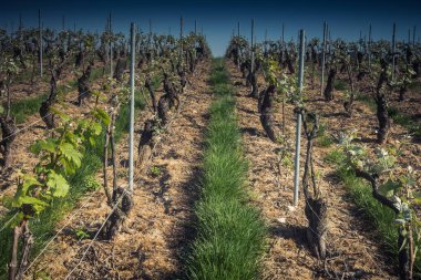 Reims, Fransa - 30 Nisan 2025. Reims yakınlarında şampanya bağları. Şampanya şarapları dünya çapında bilinir ve eşsizdir çünkü sadece Fransa 'nın bu bölgesinde yetişir. Baharda yapraklar büyümeye başlar..