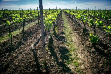 Reims, Fransa, 1 Mayıs 2025. Reims yakınlarında şampanya bağları. Şampanya şarapları dünya çapında bilinir ve eşsizdir çünkü sadece Fransa 'nın bu bölgesinde yetişir. Baharda yapraklar büyümeye başlar..