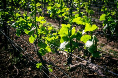 Reims, Fransa, 1 Mayıs 2025. Reims yakınlarında şampanya bağları. Şampanya şarapları dünya çapında bilinir ve eşsizdir çünkü sadece Fransa 'nın bu bölgesinde yetişir. Baharda yapraklar büyümeye başlar..