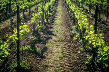 Reims, Fransa, 1 Mayıs 2025. Reims yakınlarında şampanya bağları. Şampanya şarapları dünya çapında bilinir ve eşsizdir çünkü sadece Fransa 'nın bu bölgesinde yetişir. Baharda yapraklar büyümeye başlar..