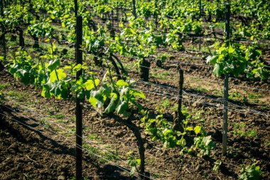 Reims, Fransa, 1 Mayıs 2025. Reims yakınlarında şampanya bağları. Şampanya şarapları dünya çapında bilinir ve eşsizdir çünkü sadece Fransa 'nın bu bölgesinde yetişir. Baharda yapraklar büyümeye başlar..