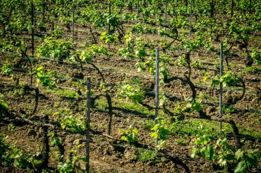 Reims, Fransa, 1 Mayıs 2025. Reims yakınlarında şampanya bağları. Şampanya şarapları dünya çapında bilinir ve eşsizdir çünkü sadece Fransa 'nın bu bölgesinde yetişir. Baharda yapraklar büyümeye başlar..