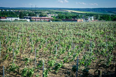 Reims, Fransa, 1 Mayıs 2025. Reims yakınlarında şampanya bağları. Şampanya şarapları dünya çapında bilinir ve eşsizdir çünkü sadece Fransa 'nın bu bölgesinde yetişir. Baharda yapraklar büyümeye başlar..