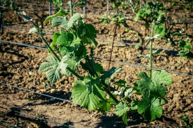 Reims, Fransa, 1 Mayıs 2025. Reims yakınlarında şampanya bağları. Şampanya şarapları dünya çapında bilinir ve eşsizdir çünkü sadece Fransa 'nın bu bölgesinde yetişir. Baharda yapraklar büyümeye başlar..