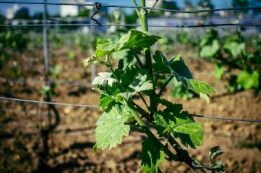 Reims, Fransa, 1 Mayıs 2025. Reims yakınlarında şampanya bağları. Şampanya şarapları dünya çapında bilinir ve eşsizdir çünkü sadece Fransa 'nın bu bölgesinde yetişir. Baharda yapraklar büyümeye başlar..