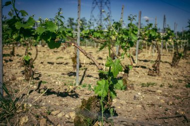 Reims, Fransa, 1 Mayıs 2025. Reims yakınlarında şampanya bağları. Şampanya şarapları dünya çapında bilinir ve eşsizdir çünkü sadece Fransa 'nın bu bölgesinde yetişir. Baharda yapraklar büyümeye başlar..
