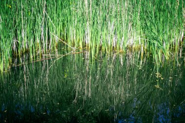 Reims, Fransa, 2 Mayıs 2025, Reims şehrinde bir su bahçesi bulunan bahçe düzenlemesi. Yolculuklarına devam etmeden önce dinlenmek ve beslenmek için orada duran göçmen kuşların favorisi.