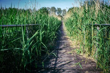 Reims, Fransa, 2 Mayıs 2025, Reims şehrinde bir su bahçesi bulunan bahçe düzenlemesi. Yolculuklarına devam etmeden önce dinlenmek ve beslenmek için orada duran göçmen kuşların favorisi.