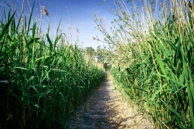 Reims, Fransa, 2 Mayıs 2025, Reims şehrinde bir su bahçesi bulunan bahçe düzenlemesi. Yolculuklarına devam etmeden önce dinlenmek ve beslenmek için orada duran göçmen kuşların favorisi.