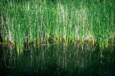 Reims, Fransa, 2 Mayıs 2025, Reims şehrinde bir su bahçesi bulunan bahçe düzenlemesi. Yolculuklarına devam etmeden önce dinlenmek ve beslenmek için orada duran göçmen kuşların favorisi.
