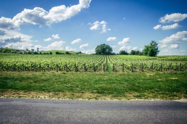 Reims, Fransa, 13 Mayıs 2025. Reims yakınlarında şampanya bağları. Şampanya şarapları dünya çapında bilinir ve eşsizdir çünkü sadece Fransa 'nın bu bölgesinde yetişir. Baharda yapraklar büyümeye başlar..