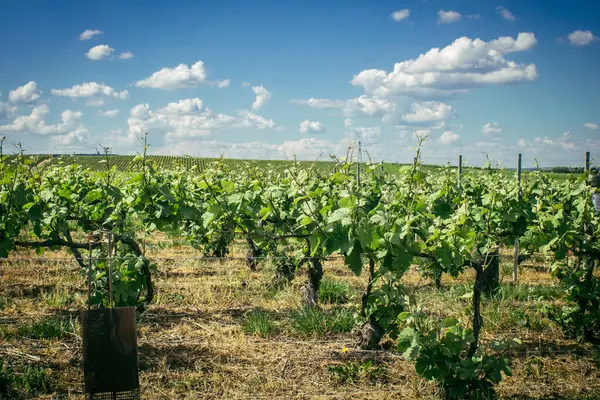 Reims, Fransa, 13 Mayıs 2025. Reims yakınlarında şampanya bağları. Şampanya şarapları dünya çapında bilinir ve eşsizdir çünkü sadece Fransa 'nın bu bölgesinde yetişir. Baharda yapraklar büyümeye başlar..