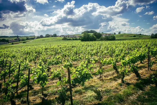 Reims, Fransa, 13 Mayıs 2025. Reims yakınlarında şampanya bağları. Şampanya şarapları dünya çapında bilinir ve eşsizdir çünkü sadece Fransa 'nın bu bölgesinde yetişir. Baharda yapraklar büyümeye başlar..