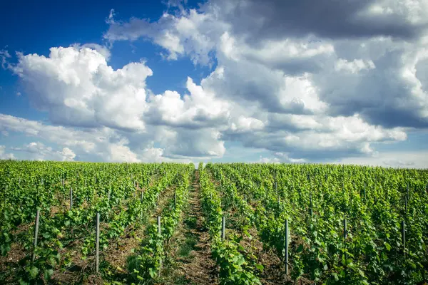 Reims, Fransa, 13 Mayıs 2025. Reims yakınlarında şampanya bağları. Şampanya şarapları dünya çapında bilinir ve eşsizdir çünkü sadece Fransa 'nın bu bölgesinde yetişir. Baharda yapraklar büyümeye başlar..