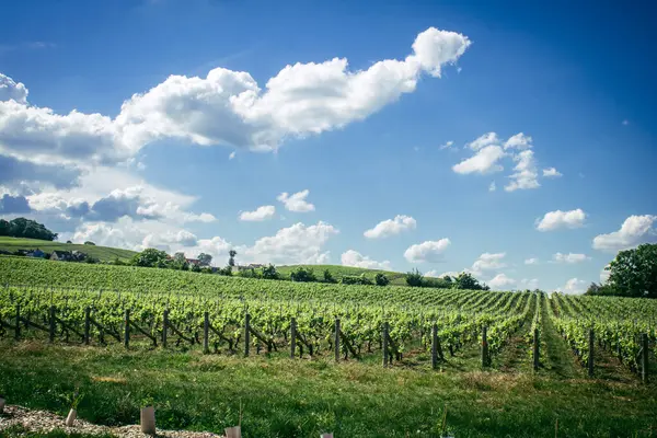 Reims, Fransa, 13 Mayıs 2025. Reims yakınlarında şampanya bağları. Şampanya şarapları dünya çapında bilinir ve eşsizdir çünkü sadece Fransa 'nın bu bölgesinde yetişir. Baharda yapraklar büyümeye başlar..