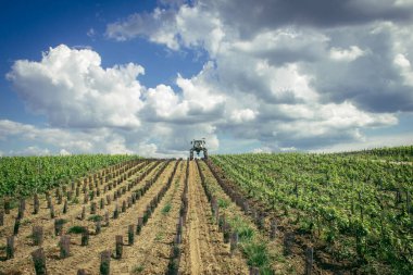 Reims, Fransa, 13 Mayıs 2025. Reims yakınlarında şampanya bağları. Şampanya şarapları dünya çapında bilinir ve eşsizdir çünkü sadece Fransa 'nın bu bölgesinde yetişir. Baharda yapraklar büyümeye başlar..