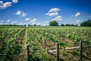 Reims, Fransa, 13 Mayıs 2025. Reims yakınlarında şampanya bağları. Şampanya şarapları dünya çapında bilinir ve eşsizdir çünkü sadece Fransa 'nın bu bölgesinde yetişir. Baharda yapraklar büyümeye başlar..